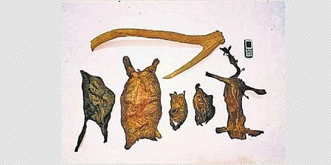 ಸಂಗ್ರಹ ಚಿತ್ರ
