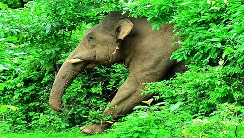 ಸಂಗ್ರಹ ಚಿತ್ರ