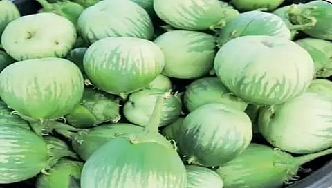 ಮಟ್ಟು ಗುಳ್ಳ