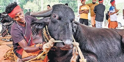 ಕಂಬಳದಲ್ಲಿ ಭಾಗಿಯಾಗಲಿರುವ ಕೋಣವನ್ನು ಹಿಡಿದು ನಿಂತಿರುವ ವ್ಯಕ್ತಿ.