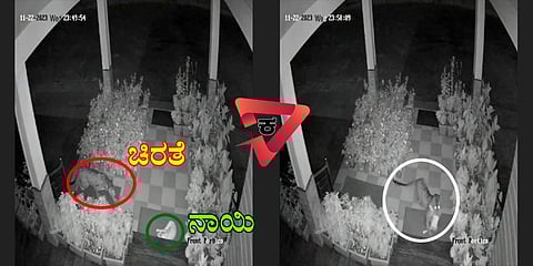 ಚಿರತೆ ದಾಳಿ ದೃಶ್ಯ