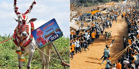 'ಸ್ಪೀಡ್ ಕಿಂಗ್' ಎಂಬ ವಿಜೇತ ಗೂಳಿಯ ಪೋಸ್; ಇತ್ತೀಚೆಗೆ ಹಾವೇರಿಯಲ್ಲಿ ನಡೆದ ಕೊಬ್ರಿ ಹೋರಿ ಕಾರ್ಯಕ್ರಮವನ್ನು ಕಣ್ತುಂಬಿಕೊಳ್ಳಲು ಅಪಾರ ಜನಸ್ತೋಮ ನೆರೆದಿತ್ತು. (Photo | Express)