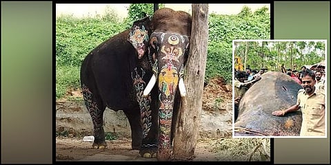 ಅರ್ಜುನ ಆನೆ