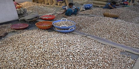 ಅಡಿಕೆ ಸಾಂದರ್ಭಿಕ ಚಿತ್ರ