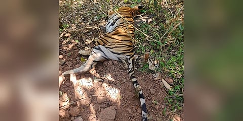 ಕೊಡಗಿನಲ್ಲಿ ಹುಲಿ ಸೆರೆ (ಸಂಗ್ರಹ ಚಿತ್ರ)