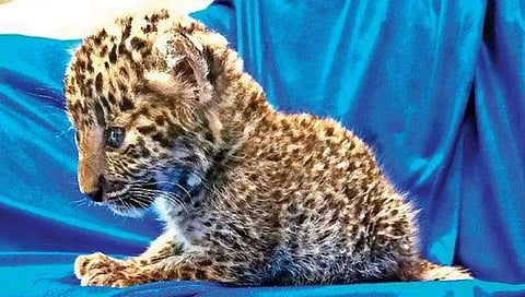 ಸಂಗ್ರಹ ಚಿತ್ರ