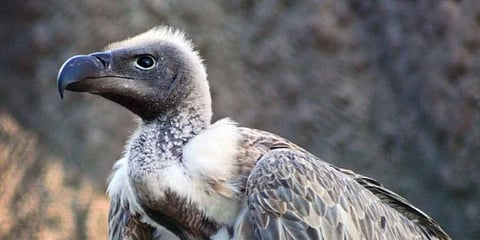 ರಣಹದ್ದು