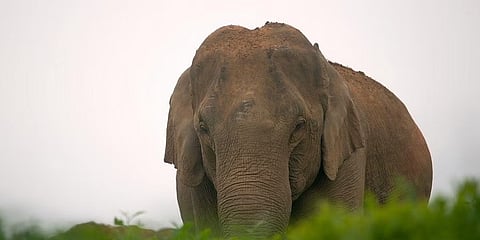 ಕಾಡಾನೆ (ಸಂಗ್ರಹ ಚಿತ್ರ)