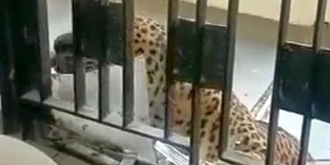 ಕೋರ್ಟ್ ಗೆ ನುಗ್ಗಿದ ಚಿರತೆ