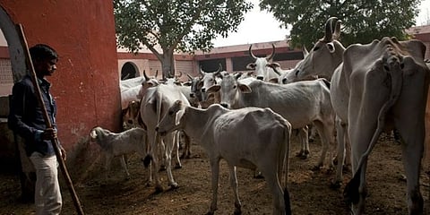 ಹಸುಗಳು (ಸಂಗ್ರಹ ಚಿತ್ರ)
