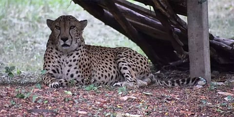 ಅಬ್ದುಲ್ಲಾ ಚೀತಾ ಸಾವು