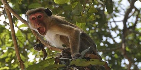 ಸಾಂದರ್ಭಿಕ ಚಿತ್ರ