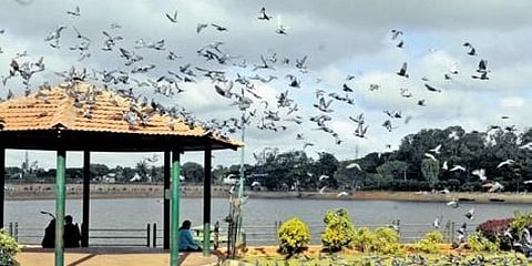 ಸ್ಯಾಂಕಿ ಟ್ಯಾಂಕ್