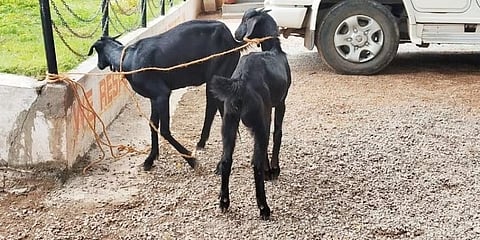 ಸಾಂದರ್ಭಿಕ ಚಿತ್ರ
