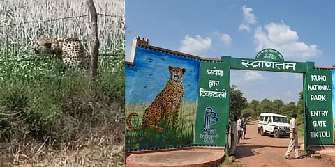 ನಮೀಬಿಯನ್ ಚೀತಾ ಓಬನ್