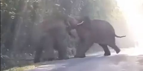 ಆನೆಗಳ ಕಾದಾಟ