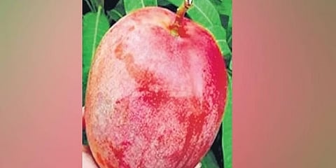 ಮಿಯಾಜಾಕಿ ಮಾವು