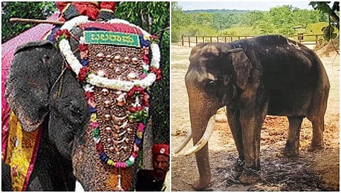 ಬಲರಾಮ ಆನೆ