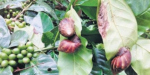 ಕಾಪಿ ಗಿಡಗಳ ಎಲೆಗಳ ಮೇಲಿರುವ ದೈತ್ಯ ಆಫ್ರಿಕನ್ ಬಸವನ ಹುಳು