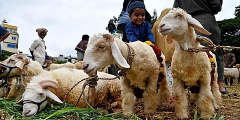 ಸಂಗ್ರಹ ಚಿತ್ರ