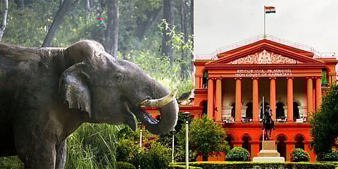 ಮಾನವ-ಪ್ರಾಣಿ ಸಂಘರ್ಷ ನಿಯಂತ್ರಣಕ್ಕೆ ಹೈಕೋರ್ಟ್ ಮಾರ್ಗಸೂಚಿ