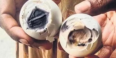 ಕೊಳೆತ ಮೊಟ್ಟೆ ಪೂರೈಕೆ ಮಾಡಿರುವುದು.