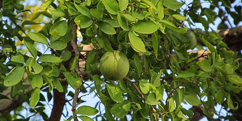 ಬಿಲ್ವಪತ್ರೆ'ಯ ಆರೋಗ್ಯಕಾರಿ ಗುಣಗಳು