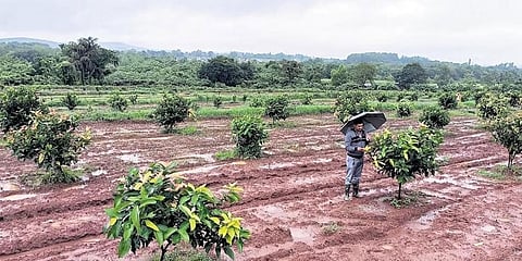 ಶೆಡೆಗಲಿ ತೋಟಗಾರಿಕಾ ಫಾರ್ಮ್