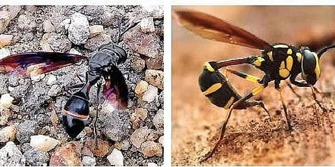 (ಸಾಂಕೇತಿಕ ಚಿತ್ರ)