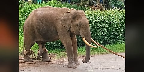 ಸೆರೆ ಸಿಕ್ಕ ಆನೆ