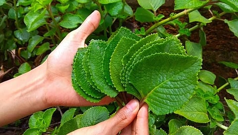 ದೊಡ್ಡಪತ್ರೆ