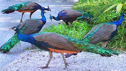 ಸಾಂದರ್ಭಿಕ ಚಿತ್ರ