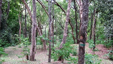 ಸಂಗ್ರಹ ಚಿತ್ರ
