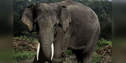 ಕಾಡಾನೆ ದಾಳಿ (ಸಂಗ್ರಹ ಚಿತ್ರ)