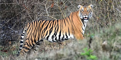 ಬಂಡೀಪುರದಲ್ಲಿ ಹುಲಿ ಗಣತಿ (ಸಂಗ್ರಹ ಚಿತ್ರ)