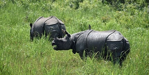 ಕಾಜಿರಂಗ ರಾಷ್ಟ್ರೀಯ ಉದ್ಯಾನವನ