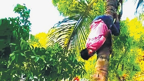 ತೆಂಗಿನ ಮರ ಏರುತ್ತಿರುವ ಈಶ್ವರ್