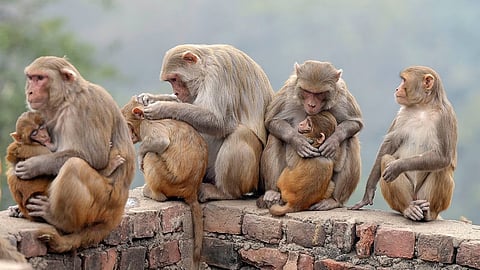 ಮಂಗನ ಕಾಯಿಲೆ