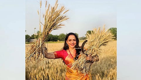 ಗೋಧಿ ಕಟಾವು ಮಾಡಿದ ಹೇಮ ಮಾಲಿನಿ