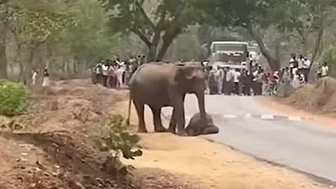 ಮರಿಯಾನೆ ಮೃತದೇಹದ ಬಳಿ ರೋಧಿಸುತ್ತಿರುವ ತಾಯಾನೆ.