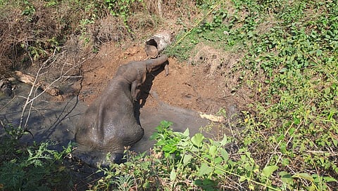 wild elephant stuck in the EPT
