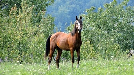 Glanders disease