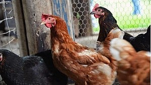 Bird flu