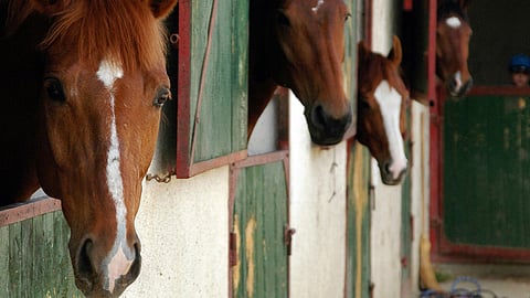 Glanders disease in Bengaluru