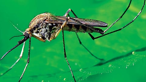 ಸಂಗ್ರಹ ಚಿತ್ರ