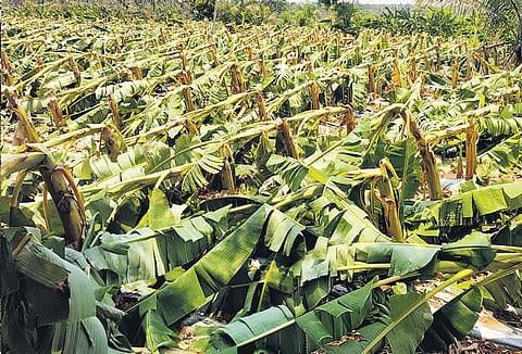 A banana farm destroyed by heavy rain and strong winds in Dodda Katuru of Mysuru taluk Photo| Express
