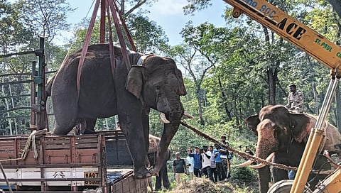 wild elephant