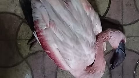 ಫ್ಲೆಮಿಂಗೋ