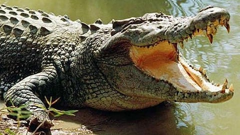 ಮೊಸಳೆ (ಸಂಗ್ರಹ ಚಿತ್ರ)