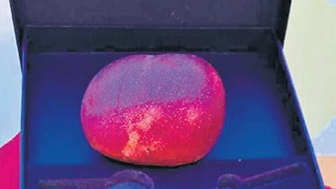 ಮಿಯಜಾಕಿ ಮಾವಿನ ಹಣ್ಣು